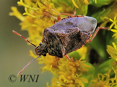 Podisus placidus (Asopinae, Pentatomidae)